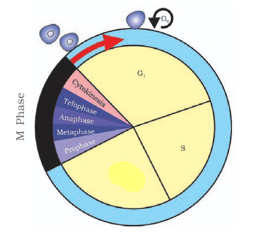 <p>What is the censored part termed?</p>