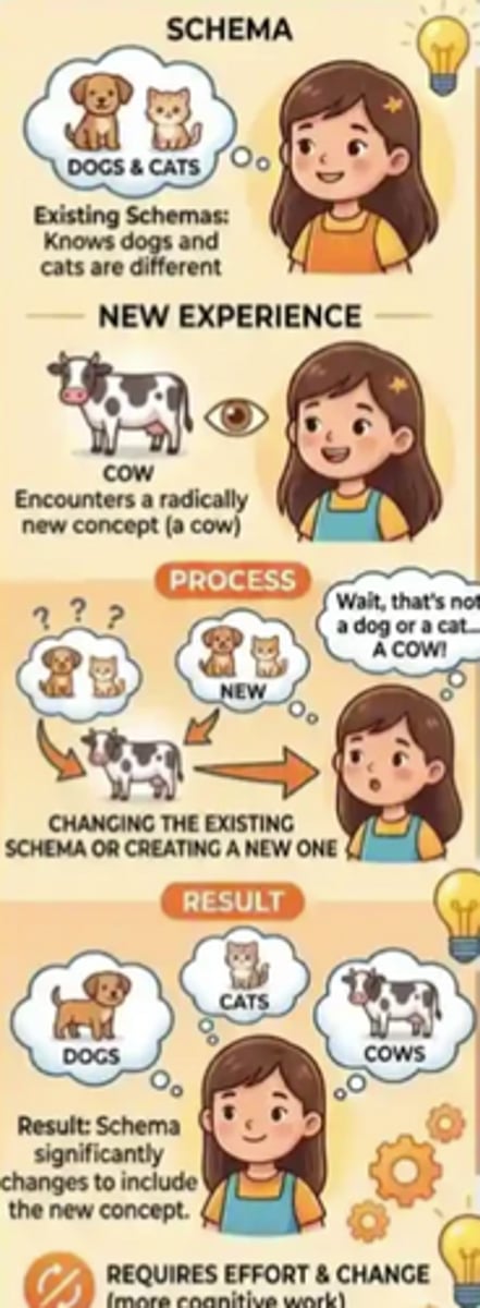 <p>Piaget's term for the modification of present schemas to fit with new experiences.</p>