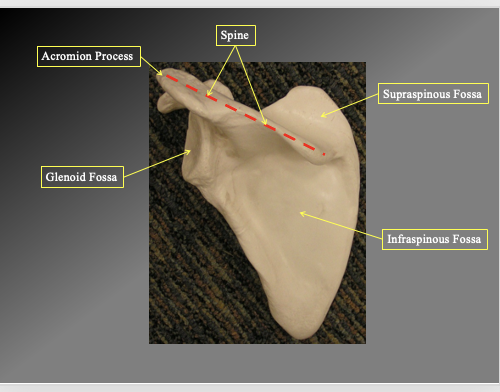 <p>Acromion process</p><ul><li><p>the top of the ridge</p></li></ul><p>Spine</p><ul><li><p>the long flat part&nbsp;</p></li></ul><p>Supraspinous Fossa</p><ul><li><p>the flat part above the spine</p></li></ul><p>Infraspoinous Fossa</p><ul><li><p>the flat triangular section inferior to spine</p></li></ul><p>Glenoid fossa</p><ul><li><p>the depressio nwehre the head of the humerous goes</p></li></ul><p></p>