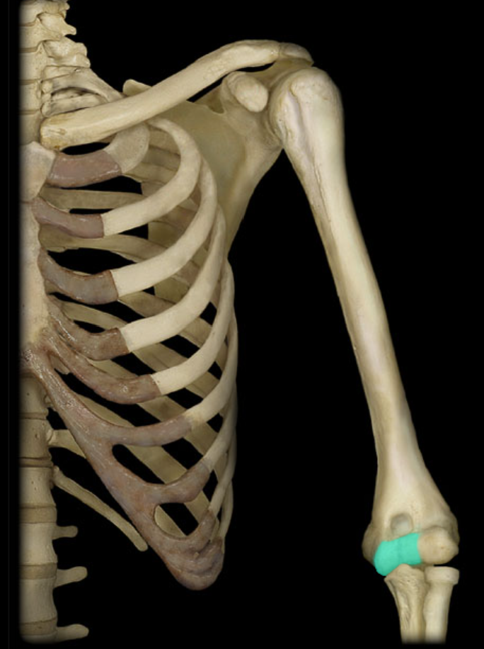 <p>Trochlea of humerus  </p>