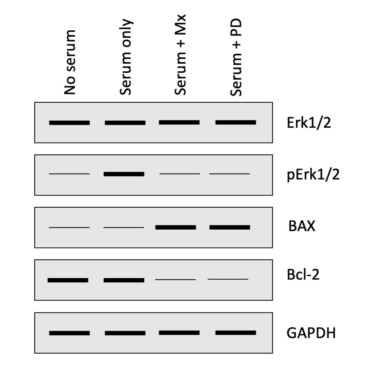 <p>The following four questions refer to the Western blot below that investigated how a chemotherapeutic drug methotrexate (Mx) impacts the activation of the ERK1/2 and apoptosis pathways in HeLa cells (malignant cervical cancer cells).  Cells were either serum starved (no serum) or grown in serum containing media with or without PD184352 (PD; ERK1/2 inhibitor) or Mx.</p><p></p><p>What was the purpose of GAPDH in this experiment?</p><ol><li><p>Choice 1 of 4:GAPDH is phosphorylated by ERK1/2</p></li><li><p>Choice 2 of 4:Neither option is correct.</p></li><li><p>Choice 3 of 4:Both options are correct</p></li><li><p>Choice 4 of 4:GAPDH is degraded during apoptosis</p></li></ol>