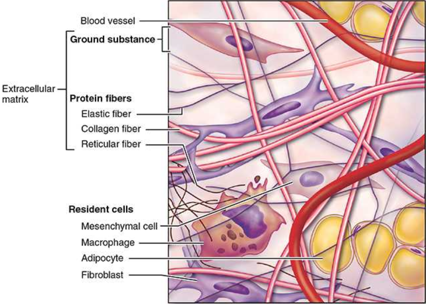 <p>Collagen, reticular, and elastic</p>