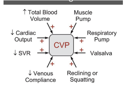 <ol><li><p>blood voulme (positive assotiaion</p></li><li><p>cardiac outuput (negative association)</p></li><li><p>SVR (negative association)</p></li><li><p>venous compliance (negatinve association)</p></li><li><p>muscle pumps (postive assoication</p></li><li><p>resporatory pump (positive association)</p></li><li><p>postural changs (reclining or squatting increases central venous pressure.)</p></li><li><p></p></li></ol><p></p>