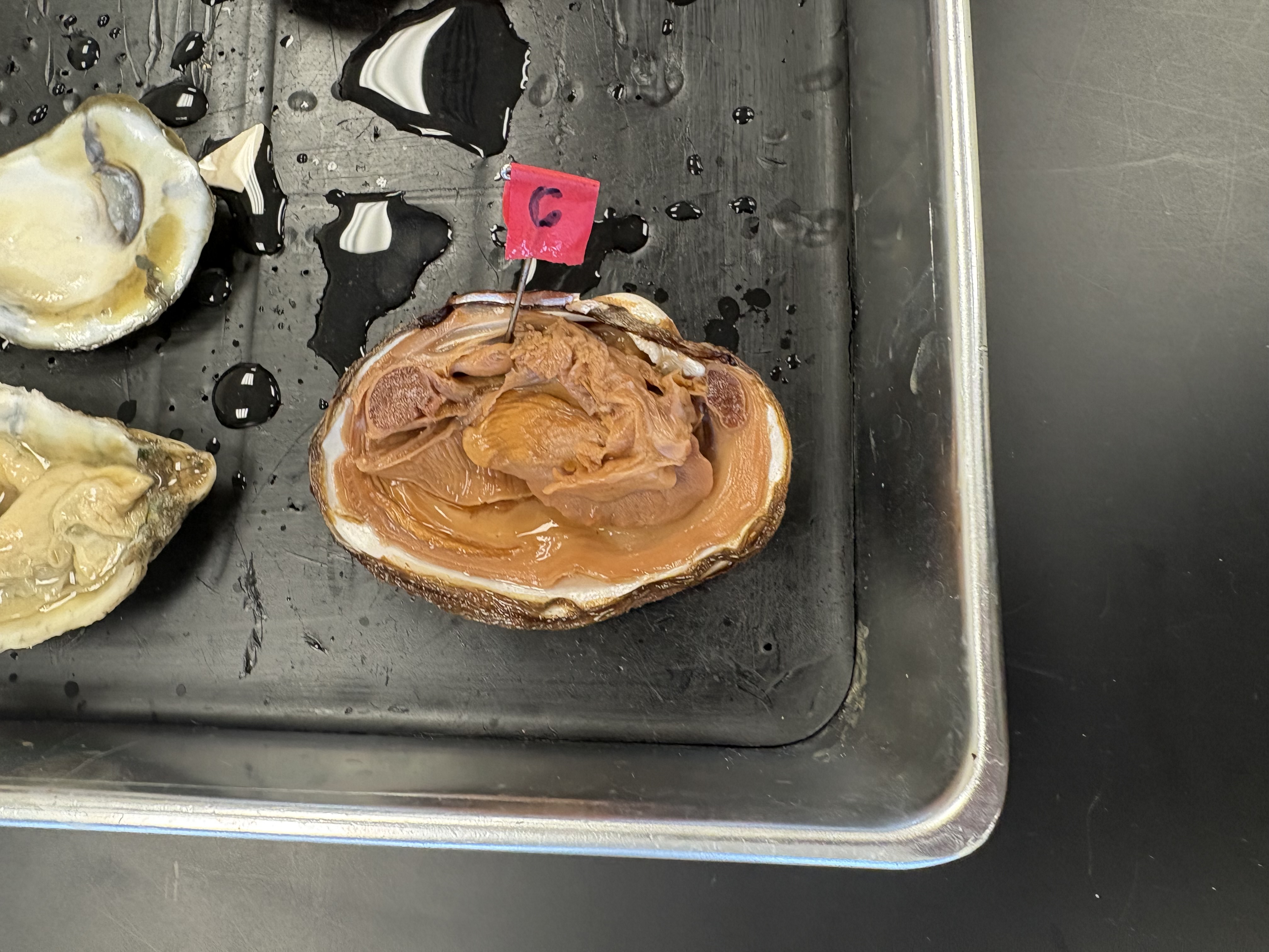 <p>what is C in this photo of a clam (Class Bivalvia) </p>