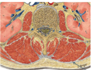 <p><span><span>lig. Iliolumbale (FOTO)</span></span></p>