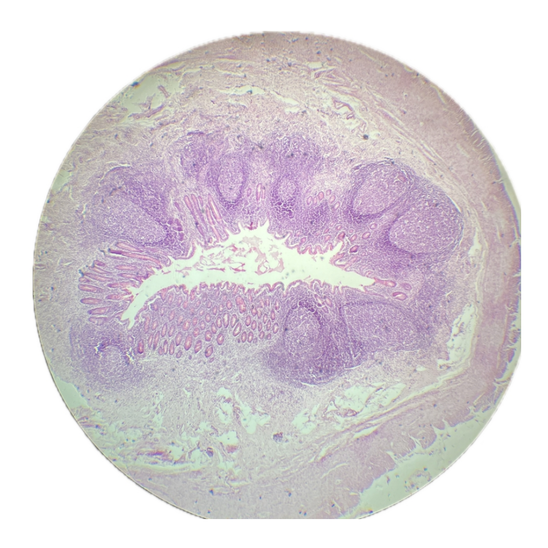 term image