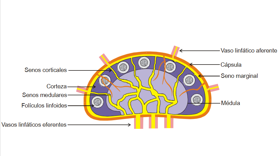 <p>Estructura ganglio linfático </p>