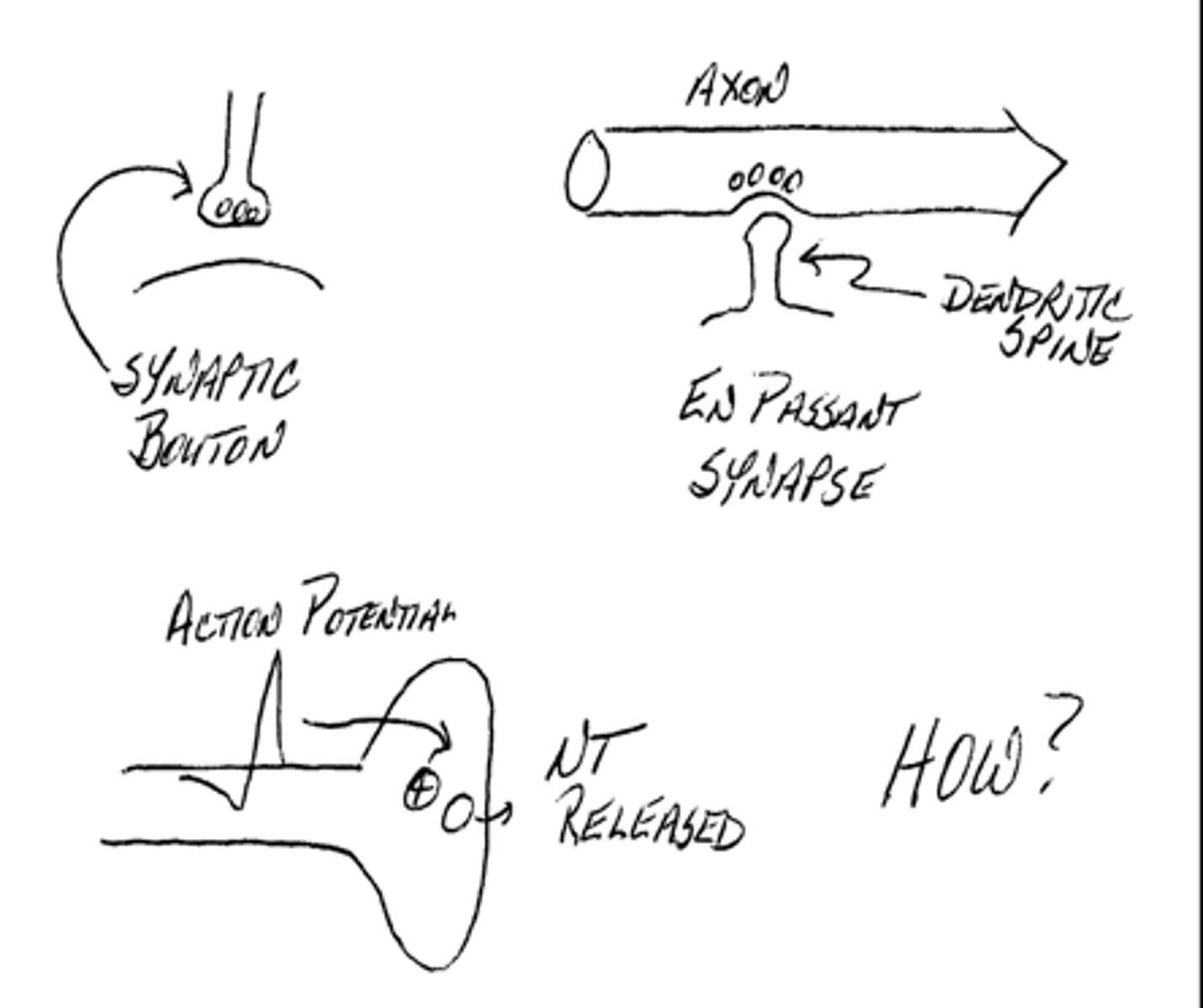<p>the arrival of the action potential triggers the release of the molecules from the vesicle into the synaptic cleft</p><p></p><p>A presynaptic neuron releases neurotransmitter when an <u>action potential opens voltage-gated Ca²⁺ channels, allowing Ca²⁺ to enter and trigger vesicle exocytosis</u>.</p>