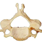 <p>vertebra</p>