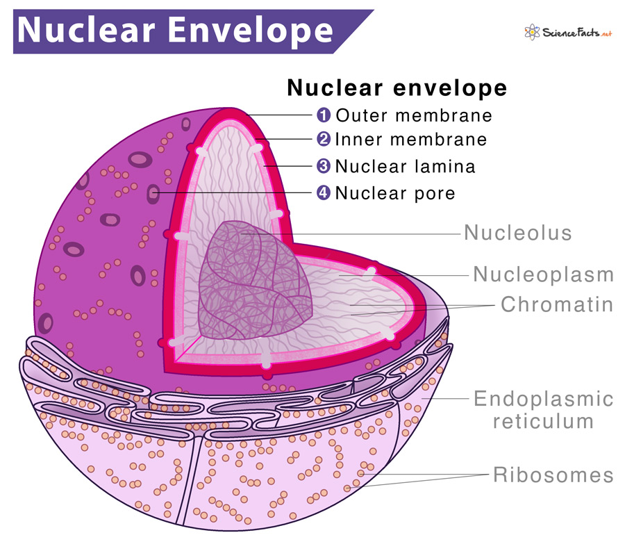<p>Double-membrane barrier.</p><p>Between the 2 membranes, there’s a fluid-filled space.</p><p>At various points, 2 layers of nuclear envelope fuse and generate openings called nuclear pores.<br>Nuclear envelope allows some but not all substances to pass through.</p><p>Encloses jelly-like fluid called nucleoplasm, where nuclear elements are suspended.</p>