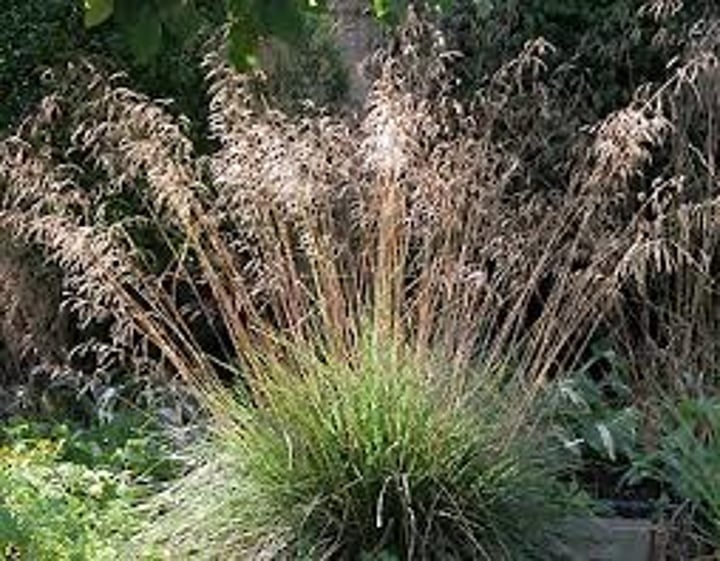 <p>Tufted Hair Grass</p>