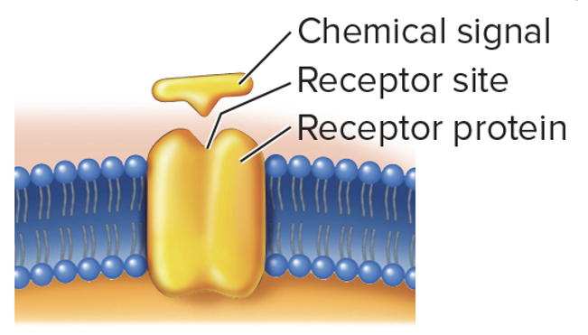 <ul><li><p>Membrane proteins or glycoproteins that have a receptor site </p></li><li><p>Used for intercellular communication</p></li></ul><p></p>