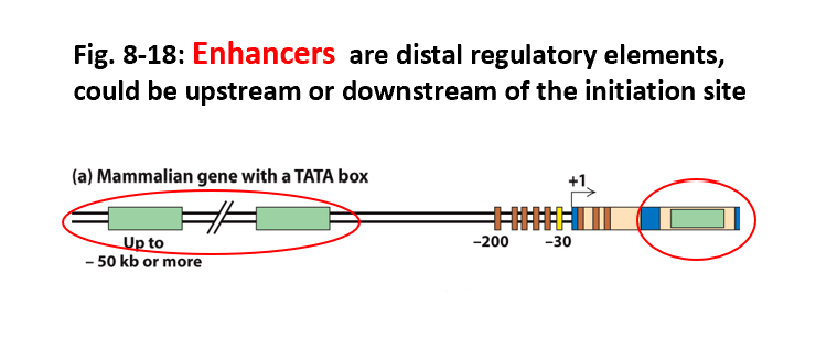 <ul><li><p>distal regulatory elements, could be upstream or downstream of the initiation site</p></li></ul><p></p>