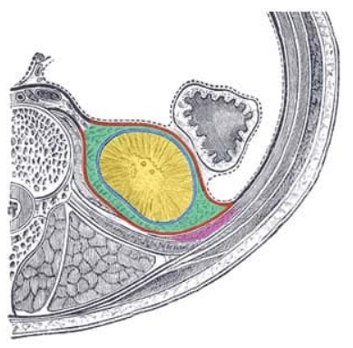 <p>What is the yellow</p>