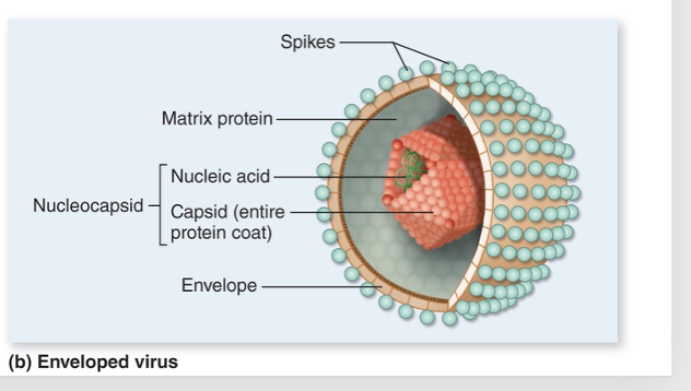 <p>A naked virus surrounded by a lipid bilayer</p><ul><li><p>Lipid bilayer is called an envelope</p></li><li><p>Virus doesn’t make its bilayer, it steals a section of its host cell and wraps it around itself</p></li><li><p>Matrix proteins line the interior of the lipid bilayer and have a function in releasing the virus from the host cell</p></li><li><p>Many have spike proteins projecting off their surface</p><ul><li><p>Help virus attach to specific receptors on host cell</p></li></ul></li></ul><p></p>