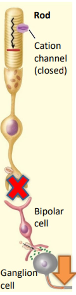 <p>Stimulation by light causes the photoreceptor cells to hyperpolarize due to the closing of the cation channels</p><p>- lack of glutamate means that the bipolar cell is no longer inhibited and therefore becomes depolarized and releases glutamates stimulating the ganglion cells to fire sending a nerve signal to the brain</p>