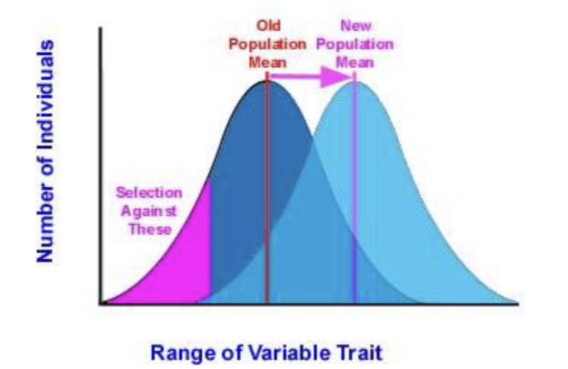 <p><span style="font-size: calc(var(--scale-factor)*24.05px)"><br>when individuals with extreme phenotypes </span><span style="font-size: calc(var(--scale-factor)*24.02px)">experience higher fitness than the average population phenotype.</span></p><p><span style="font-size: calc(var(--scale-factor)*24.02px)">ex. drought on Galapagos islands increased production of large seeds, birds with large beaks able to consume large seeds - this trait was selected for : beak depth increased </span></p>