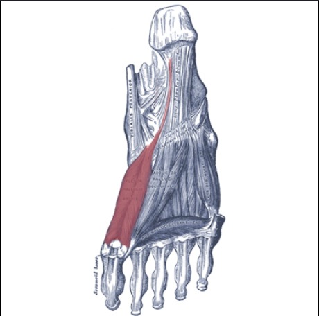 <p>bottom of foot</p>