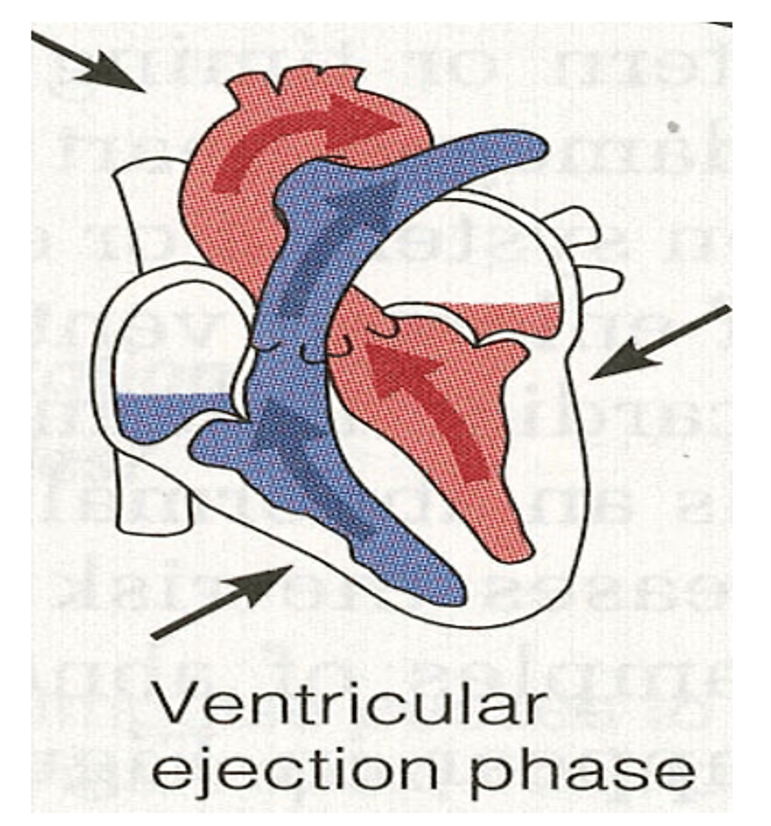 <p>During systole when does rapid ejection occur? </p>