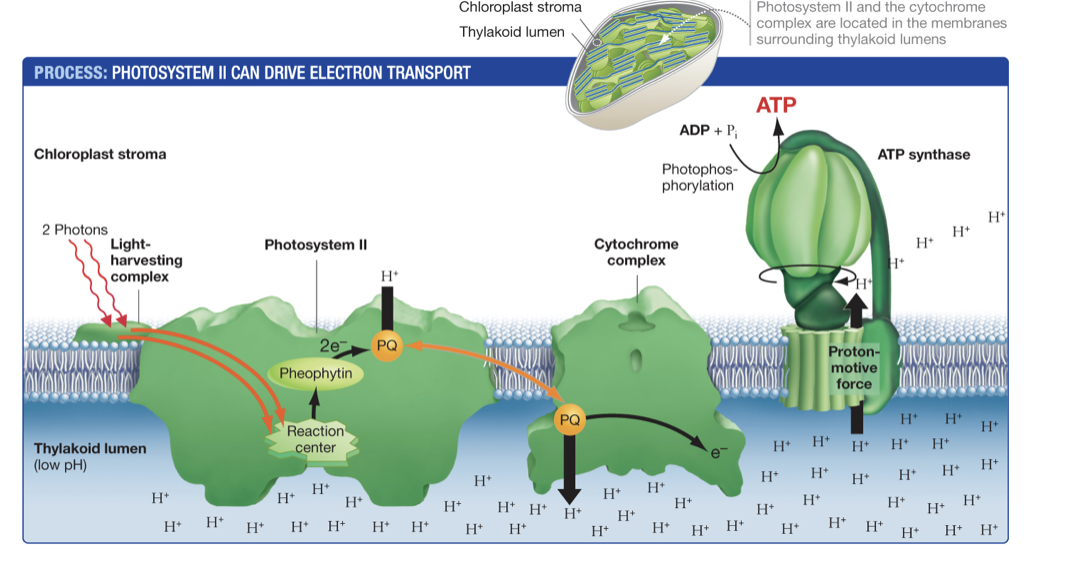 <p>What happens after electrons travel through the ETC when converting light to energy into chemical energy? </p>