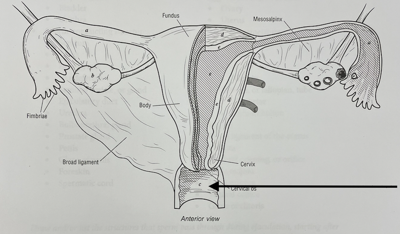 <p>what structure is this</p>