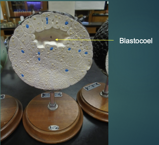 <p>blastocoel</p>