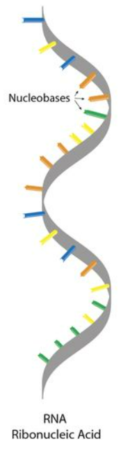 <p>A type of macromolecule (large) that translates and transcripts genetic information.</p>