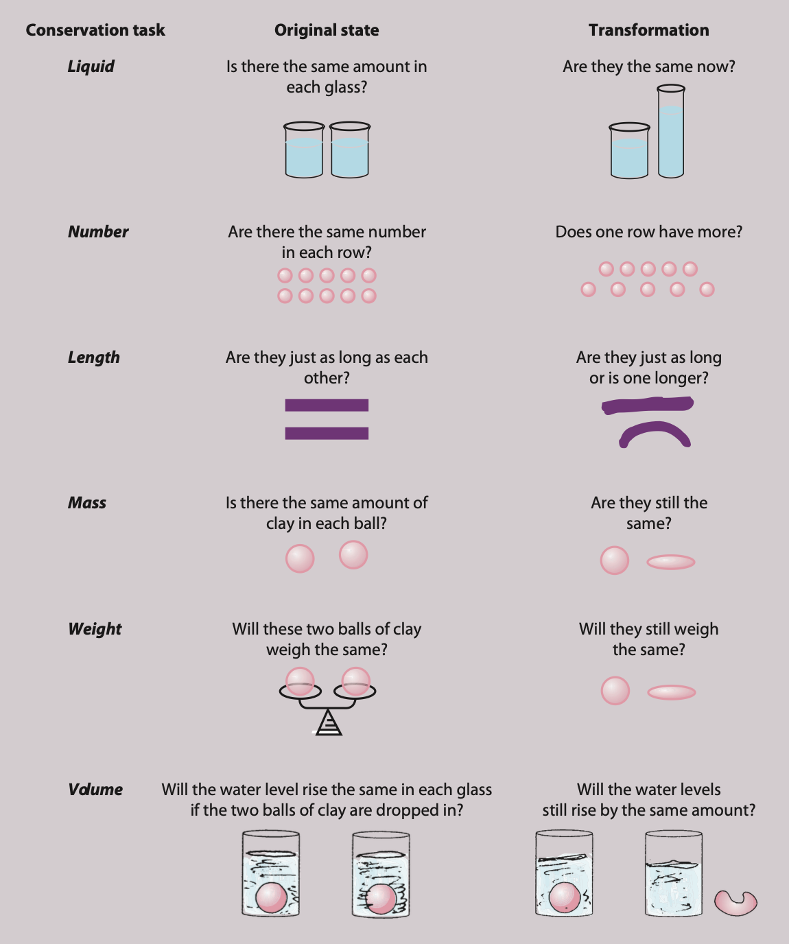 <p>Children who are able to conserve must recognise that <em>certain characteristics of an object remain the same even when their appearance changes</em> (a piece of clay rolled into a ball then rolled out to look like a sausage is still the same object and contains the same amount of clay as before). Although its superficial appearance has changed, its quantity has not.</p><ul><li><p>A frequently cited conservation task involves pouring the same amount of liquid into two identical drinking glasses . Once the child has agreed that both glasses contain the same amount of liquid, the water from one glass is poured into a shorter, wider glass. Children are then asked whether there is the same amount of liquid in both glasses or whether one has more liquid. <em>Below the ages of 6 or 7 children often reply that the taller glass contains more liquid</em>. In other words they lack the knowledge that the volume of water is conserved.</p></li><li><p>In a <strong>conservation of number task</strong> the child might be shown two rows of counters or sweets/candies, with each laid out in one-to-one correspondence. The child is then asked whether there is the same number in each row; all children will say ‘yes’. The experimenter then makes one of the rows of counters longer by increasing the distance between each counter. The child is again asked whether there is the same number in each row. Even though no counters have been added or taken away, the non-conserving child often says <em>there are more counters/sweets in the longer row</em>.</p></li><li><p>In a typical <strong>conservation of mass task</strong>, a child may be shown two balls of modelling clay, and agrees that there is the same amount of clay in each ball. While the child watches, one of the balls of clay is rolled out and becomes longer. The child is then asked if there is still the same amount and a non-conserving child will typically say that <em>there is more in the piece of clay that is cylindrical in shape.</em></p></li></ul><p></p>