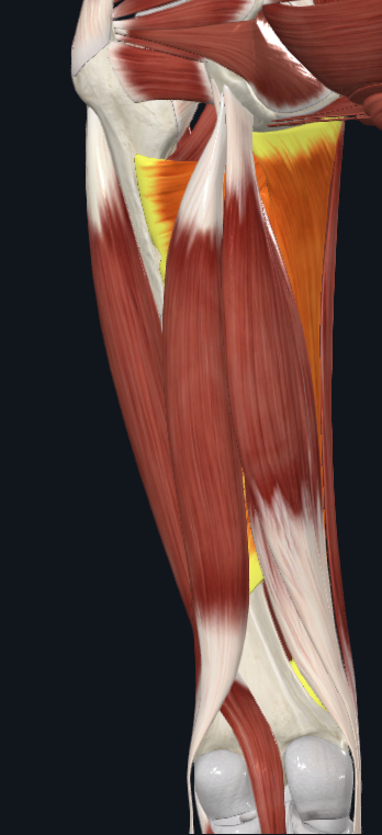 <p>posterior view of leg</p>