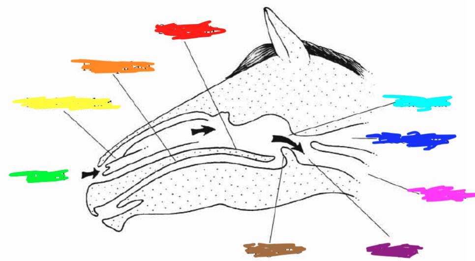 Which color is pointing to the **epiglottis**?