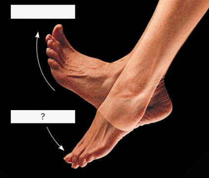 <p>move sole of foot to “point the toe”</p>