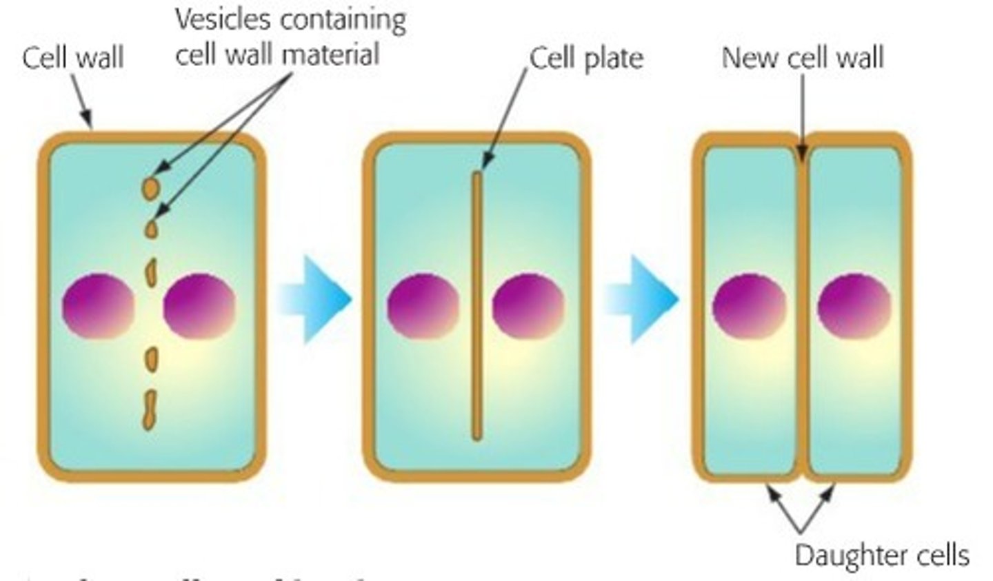 <p>a cell plate forms, followed by a new cell membrane, and finally a new cell wall forms</p>