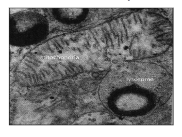 <p>lysosome characteristics?</p>