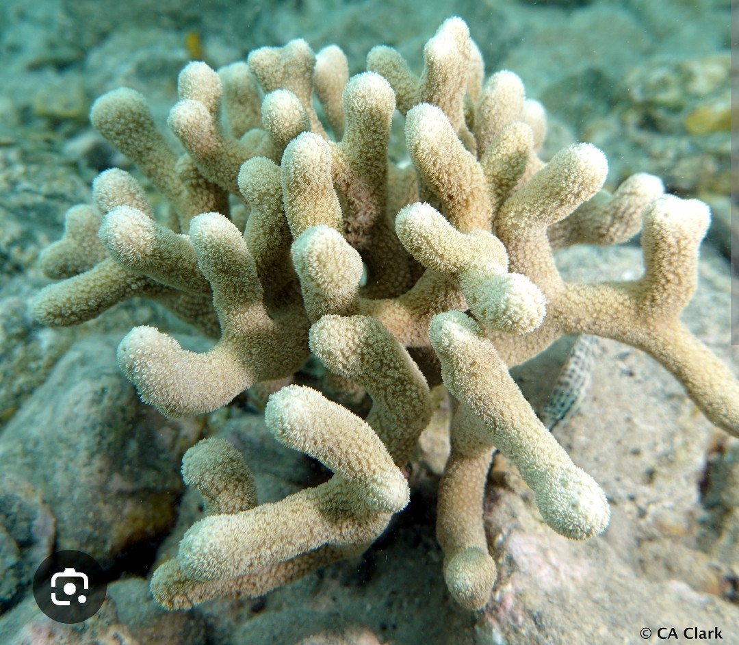 <p>Poritidae family</p><p class="has-focus">form irregular patches of blunt, finger-like lobes that are pale blueish-grey to white. can be densely packed or widely spaced. Lobes can be up to 1 inch (2.5 cm) wide and are often curved or hooked.</p>