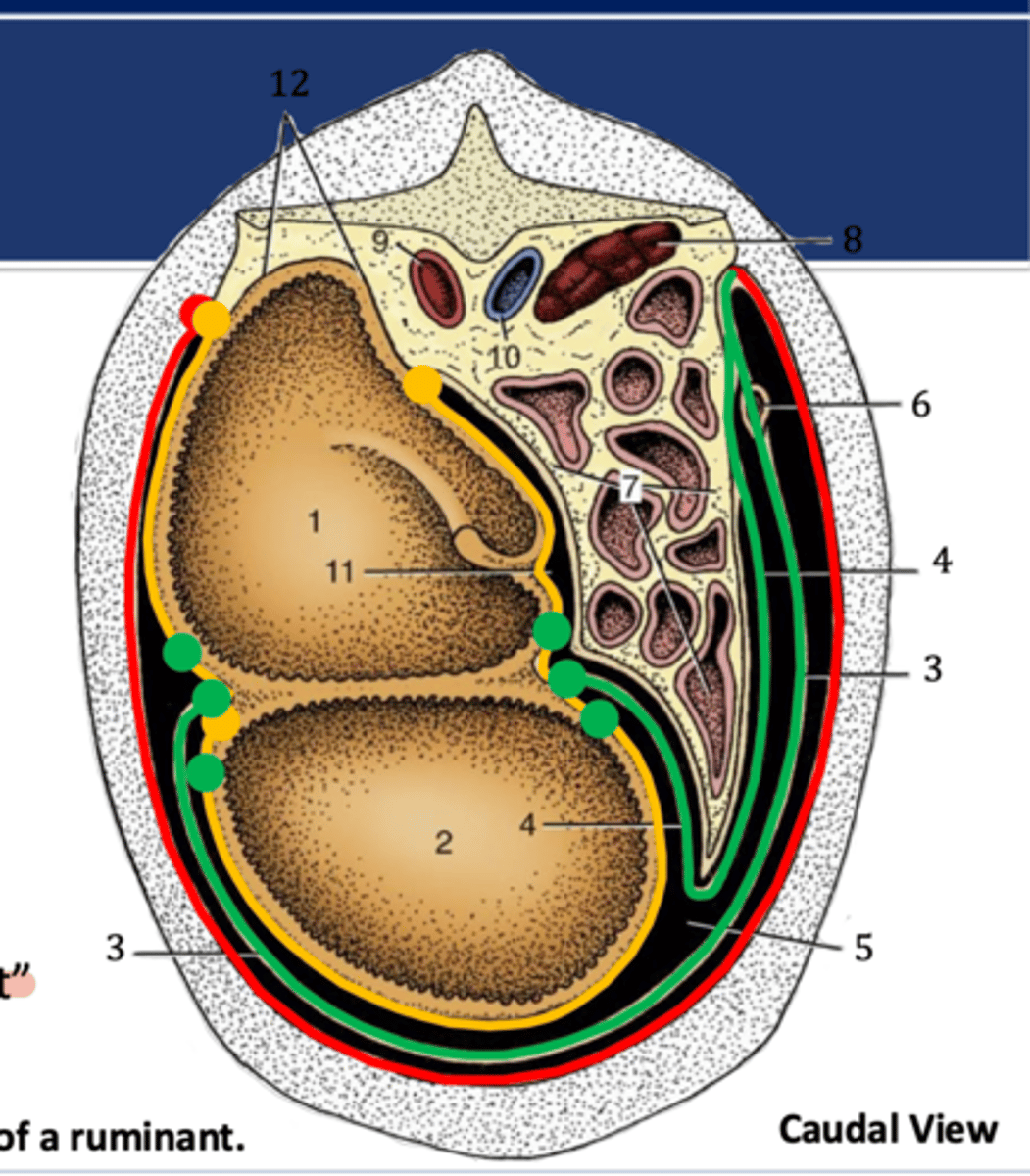 <p>greater/lesser omentum (gastrium), duodenum, jejunum, ileum, and colon are considered which connecting peritoneium</p>