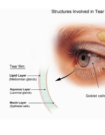 <ol><li><p>oil layer—&gt; prevents evaporation</p></li><li><p>aqueous layer—&gt; nourishes cornea, conjunctiva, eyelids, eyes in general</p></li><li><p>mucous layer—&gt; binds water from aqueous layer to keep eye wet</p></li></ol><p></p>