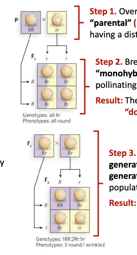 <p>Step 1. Over multiple generations, breed two “parental” (P) populations of pea plant, each having a distinct and homogeneous trait</p><p>Step 2. Breed a single generation of “monohybrid offspring” (F1) by cross- pollinating the two P populations<br>Result: The F1 generation has a single “dominant” trait</p><p>Step 3. Self-cross pollinate the F1 generation to produce a second<br>generation (F2). This produces a population with both traits.<br>Result: The F2 generation has a 3:1 ratio of dominant and recessive traits</p><p></p><p>Legend: R round r wrinkled RR and rr =P (parental generation) </p>