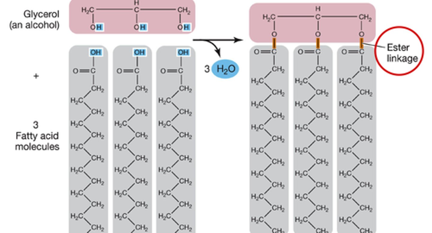 <p>fat molecule and 3 H20's after dehydration rxn</p>