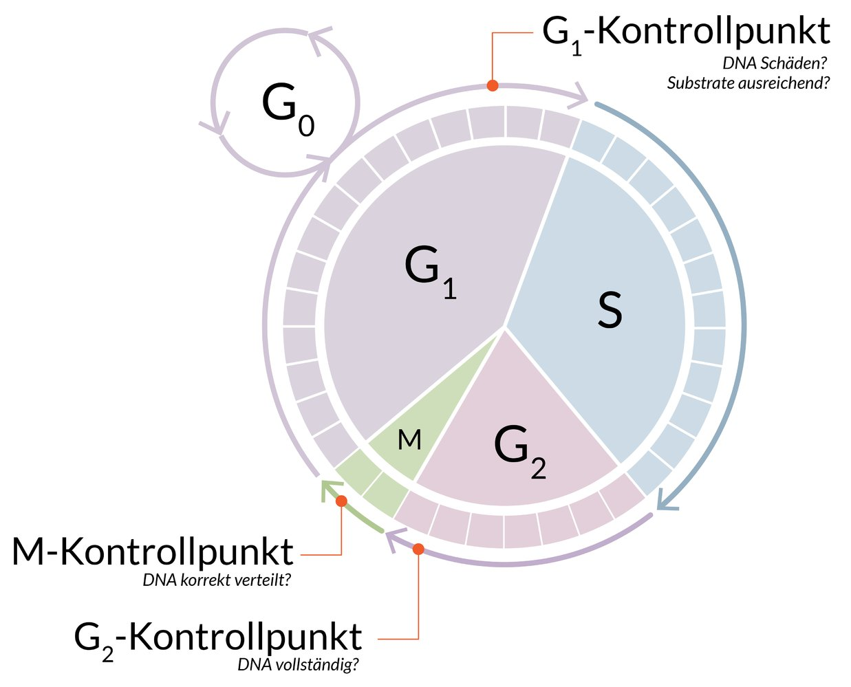 <p>D. G₂ phase of the cell cycle</p>