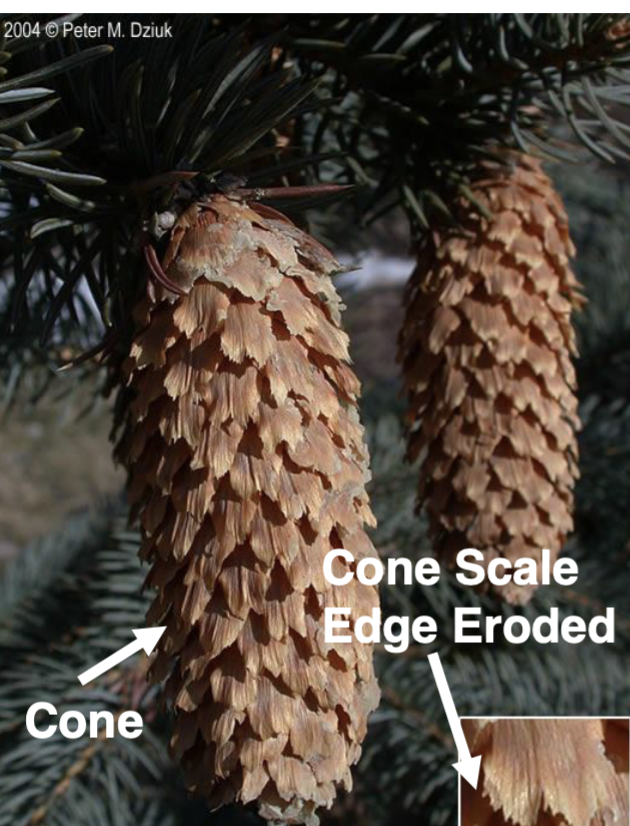 <p>cones, long, scales thin and loose, papery, thin edge on scale</p>