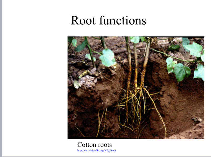 <p>Plant Organs (<span style="color: blue">Roots</span>)</p>