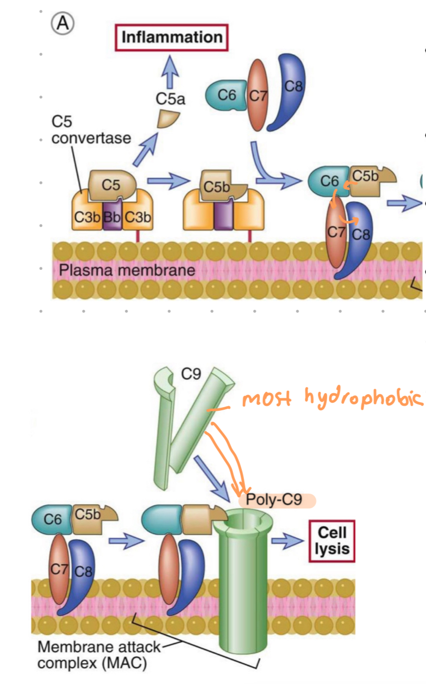 <ol><li><p>C5 from all pathways cleaved</p></li><li><p>C5b binds C6 and C7</p></li><li><p>insertion of C5b,6,7 complex into PM</p></li><li><p>C8 binds, forms C5b-8 complex</p></li><li><p>C9 polymerizes at site of complex, forming MAC</p></li></ol>