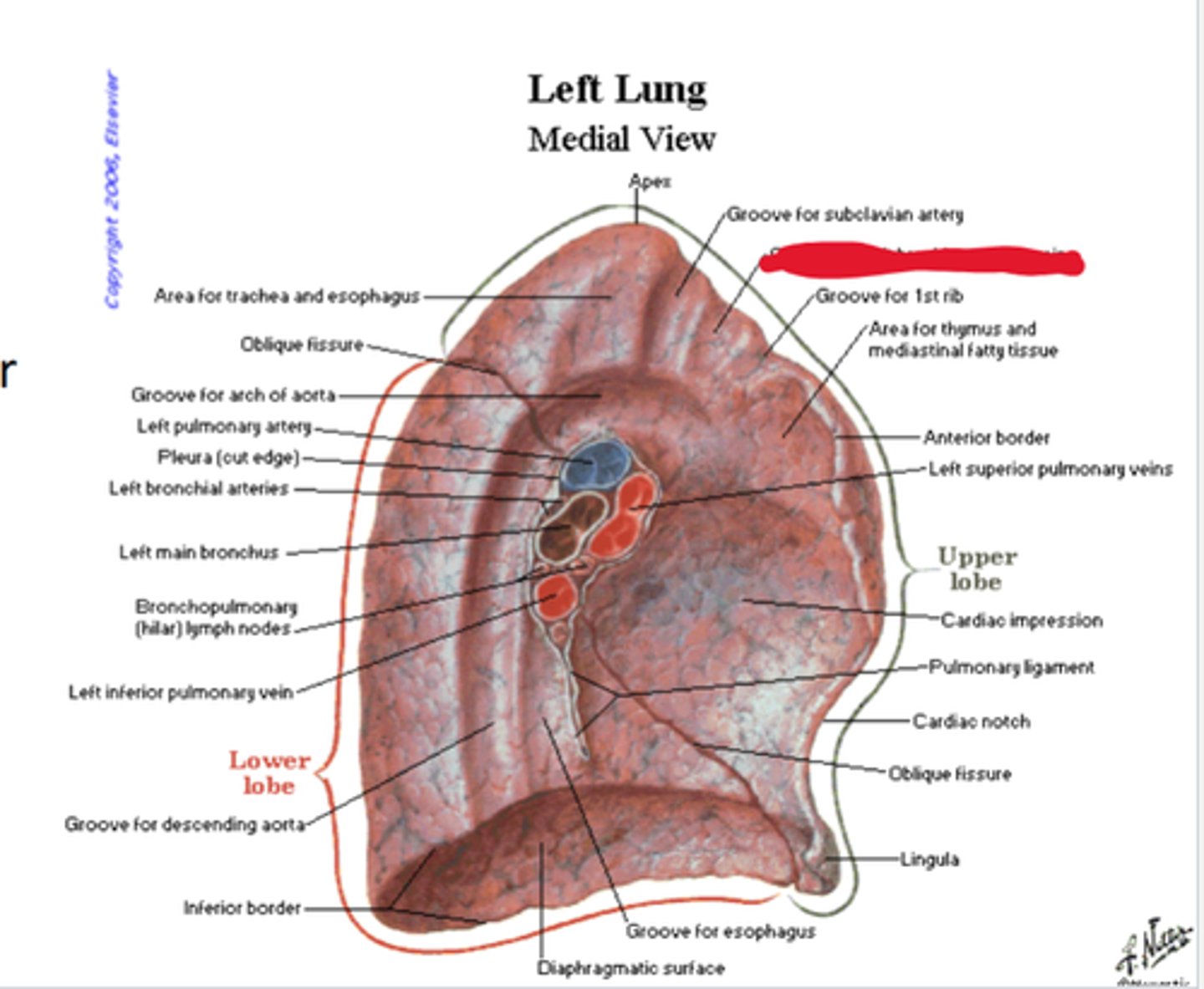 knowt flashcard image