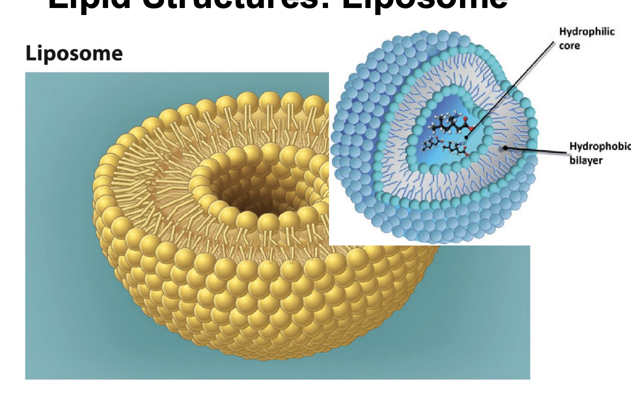 <p></p><ul><li><p><span style="background-color: inherit; line-height: 19.55px; color: windowtext;"><span>Bilayers can further form inclosed structure Liposome</span></span><span style="line-height: 19.55px; color: windowtext;"><span>&nbsp;</span></span></p><ul><li><p class="Paragraph SCXO151176612 BCX0" style="text-align: left;">surround central space</p></li><li><p class="Paragraph SCXO151176612 BCX0" style="text-align: left;"><span style="background-color: inherit; line-height: 19.55px; color: windowtext;"><span>Liposome have two layers --&gt; formed by small head phospholipids</span></span><span style="line-height: 19.55px; color: windowtext;"><span>&nbsp;</span></span></p></li><li><p class="Paragraph SCXO151176612 BCX0" style="text-align: left;">Phospholipids spontaneously form enclosed bilayers</p></li></ul></li><li><p class="Paragraph SCXO151176612 BCX0" style="text-align: left;">hydrophilic core and hydrophobic bilaye</p></li><li><p class="Paragraph SCXO151176612 BCX0" style="text-align: left;"><span style="background-color: inherit; line-height: 19.55px; color: windowtext;"><span>Can place medicine in liposome and it will deliver to body and release into cell</span></span></p></li><li><p class="Paragraph SCXO151176612 BCX0" style="text-align: left;">Book: Forms spontaneously (when pH is 7 and concentration of high free phospholipids are high)&nbsp;</p></li></ul><p></p>