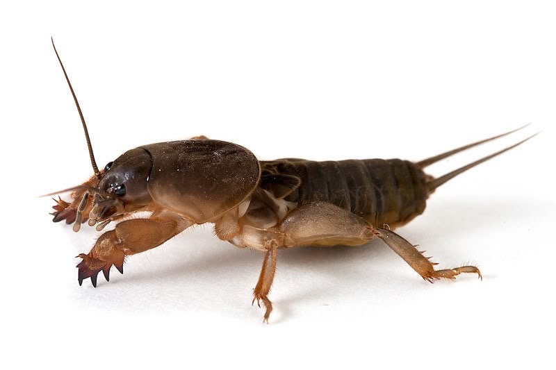 <p>Mole cricket</p>