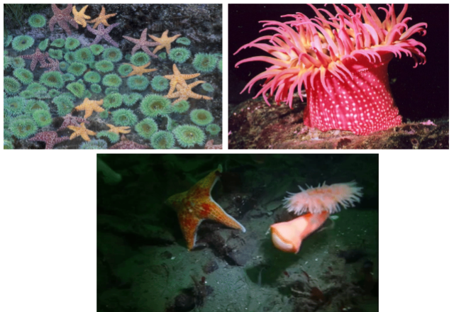 <p>what is this fluffy weirdo?</p>