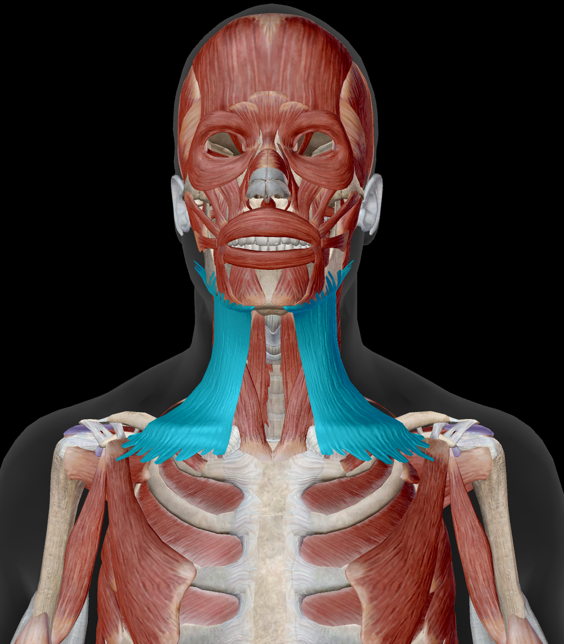 <p>Platysma </p><p>Origin: Fascia over deltoid and pectoralis major muscles </p><p>Insertion: Mandible and skin of lower face</p><p>Action: Depresses mandible, depresses and draws lower lip laterally, draws up skin of chest</p><p>Innervation: Facial nerve </p>