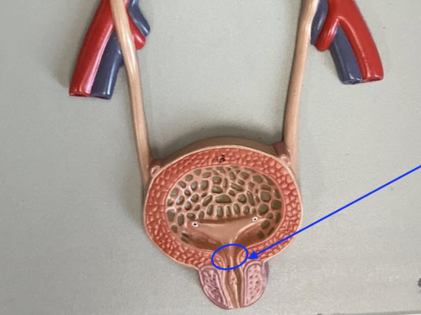 <p>involuntary and made of smooth muscle</p>