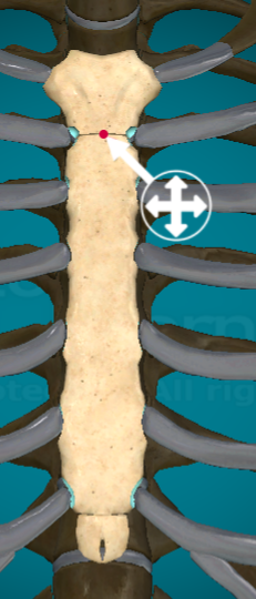 <p>the bottom line that connects the manubrium to the body of the sternum</p>