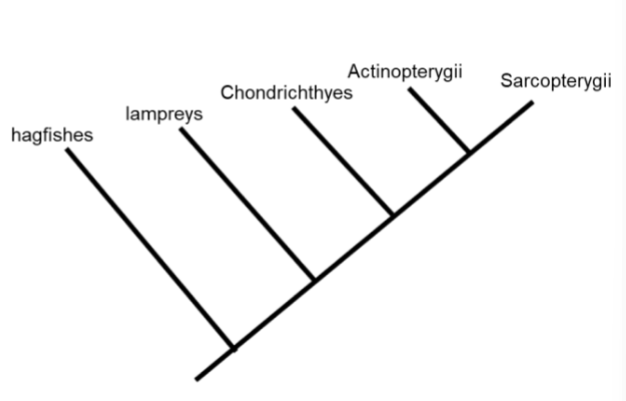 <p>Practice: 2-3 defining characteristics for each group</p>